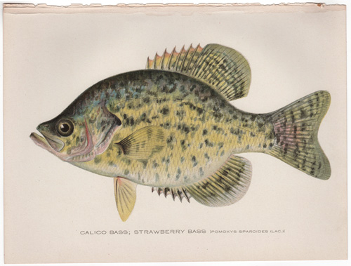 CALICO STRAWBERRY BASS